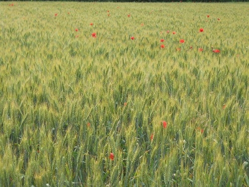 1740.jpg